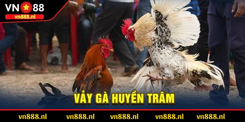 Gà vảy huyền trâm sức chiến đấu tốt được giới sư kê yêu thích 